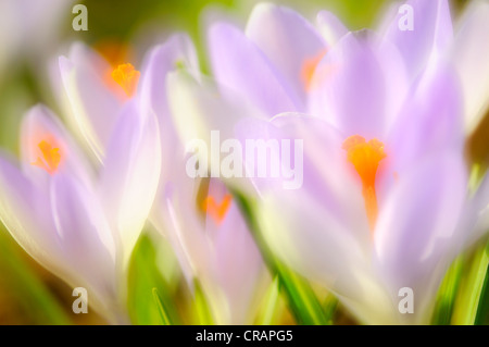 Woodland Krokusse, Tomasinis Krokusse (Crocus Tommasinianus), Deutschland, Europa Stockfoto