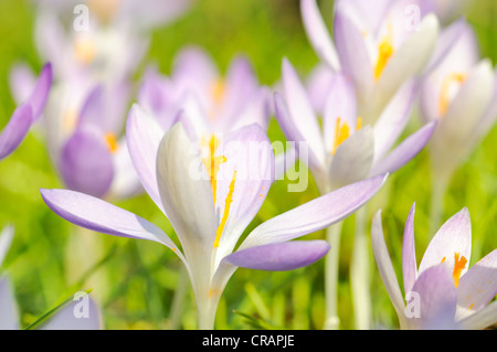 Woodland Krokusse, Tomasinis Krokusse (Crocus Tommasinianus), Deutschland, Europa Stockfoto