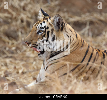 Verschiedene Stimmungen eines jungen Tigers. Stockfoto