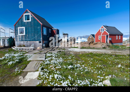 Inuit Häuser und Wollgras, Inuit-Siedlung von Tiniteqilaaq, Sermilik Fjord, Ostgrönland, Grönland Stockfoto