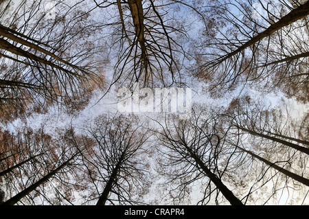 Dawn Redwoods (Metasequoia Glyptostroboides) im Winter, Deutschland, Europa Stockfoto