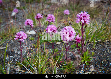 Red Campion (Silene Dioica), in der Nähe von Tiniteqilaaq, Sermilik Fjord, Ostgrönland, Grönland Stockfoto