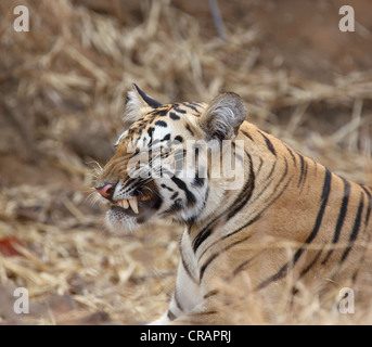 verschiedene Stimmungen eines jungen Tigers. Stockfoto