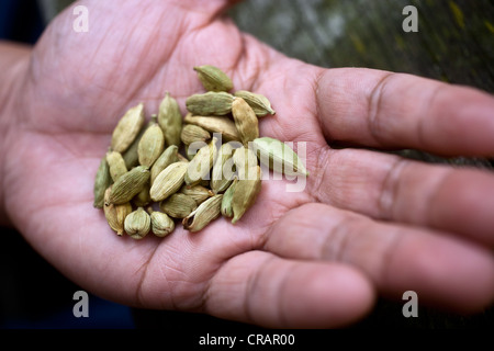 Getrockneten Samenkapseln Kardamom (Elettaria cardamomum) in einer Hand gehalten Stockfoto