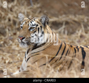 Verschiedene Stimmungen eines jungen Tigers. Stockfoto