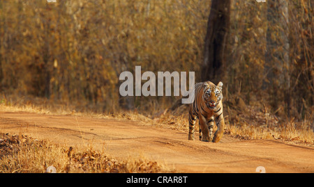Tiger majestätisch Dschungel Weg in Tadoba, Indien zu gehen. Stockfoto