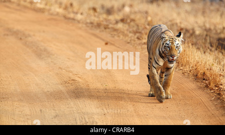 Tiger zu Fuß majestätisch auf Dschungelpfad in Todoba, Indien Stockfoto