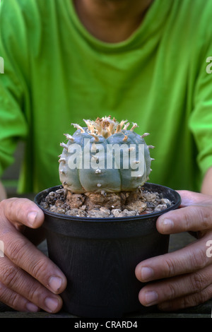 Peyote (Lophophora Williamsii), ein Kaktus mit Spuren der Droge Meskalin Stockfoto