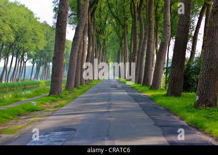 Avenue zwischen Brügge und Damme, Damse Vaart-Zuid, Damme, Brügge, West-Flandern, flämische Region, Belgien, Europa Stockfoto