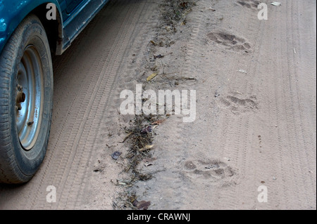 Tiger verfolgt neben einem Jeep, Bandhavgarh National Park, Madhya Pradesh, Indien, Asien Stockfoto