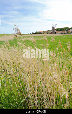 Die North Norfolk Küste Dorf Cley und seine Windmühle mit Schilfbeständen im Vordergrund. Stockfoto