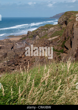 Wildgras oben auf den Klippen, Cornwall, UK Stockfoto