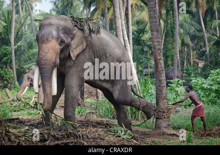 Tempel-Elefanten, asiatische Elefant (Elephas Maximus) und Wächter, Guruvayoor, Kerala, Südindien, Indien, Asien Stockfoto