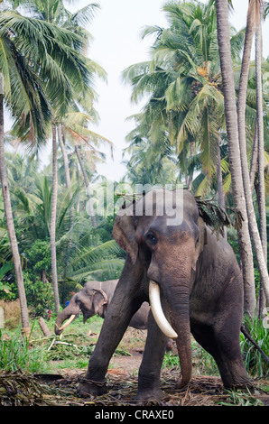 Tempel, Elefanten, asiatische Elefant (Elephas Maximus), Guruvayoor, Kerala, Südindien, Indien, Asien Stockfoto