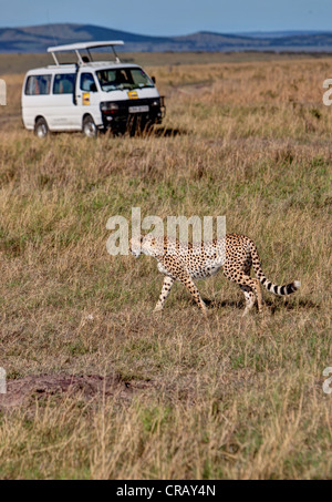 Gepard (Acinonyx Jubatus) Kreuzung vor einem Safaribus, Masai Mara National Reserve, Kenia, Ostafrika, Afrika Stockfoto