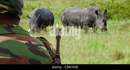 Vom Aussterben bedrohte Breitmaulnashorn oder Square-lippige Rhinoceros (Ceratotherium Simum), geschützt von einem Ranger mit einem Gewehr Stockfoto