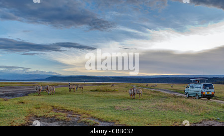 Touristen, die Grant Zebras (Equus Quagga Boehmi) von einer Safari spielen beobachten van, Lake-Nakuru-Nationalpark, Kenia, Ostafrika Stockfoto