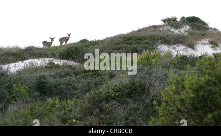 Hirschen St. Joseph Peninsula State Park, Florida Stockfoto