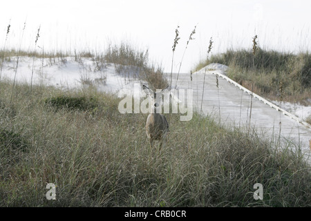 Hirschen St. Joseph Peninsula State Park, Florida Stockfoto