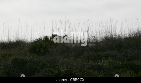 Hirschen St. Joseph Peninsula State Park, Florida Stockfoto