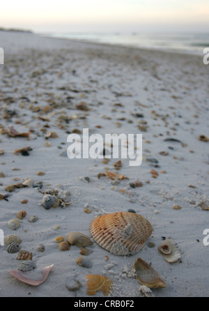 Muschel am Strand von St. Joseph Peninsula State Park, Florida Stockfoto