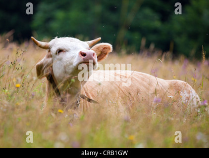 Milchkuh in einer Almwiese in der Nähe von Kranjska Gora in den Julischen Alpen, Slowenien liegen. Stockfoto