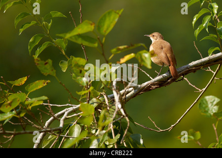 Rufous Hornero thront auf einem Ast Stockfoto