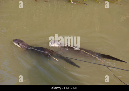 Weltweit einzigartige Angeln mit Otter (Lutra Lutra), Bangladesch, Asien Stockfoto