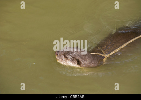 Weltweit einzigartige Angeln mit Otter (Lutra Lutra), Bangladesch, Asien Stockfoto