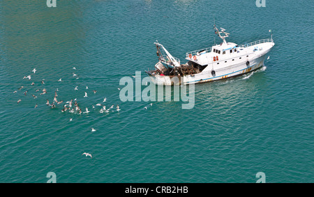 Ein Fischerboot, gefolgt von einem Schwarm von Möwen im Hafen von Civitavecchia, Rom, Italien, Europa Stockfoto