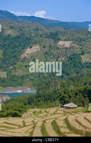 Trocken Sie Anbau von Reis, Arunachal Pradesh, North East India, Indien, Asien Stockfoto