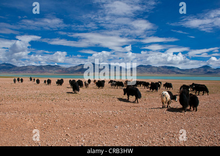 Yaks in der tibetischen Landschaft entlang der Straße von Tsochen bis West-Tibet, Lhasa, Tibet, Asien geöffnet Stockfoto