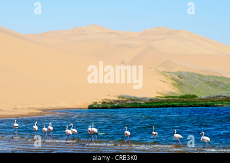 Flamingos (Phoenicopteriformes, Phoenicopteridae) in den Feuchtgebieten von Sandwich Harbour, Nationalpark, Teil der namibischen Stockfoto