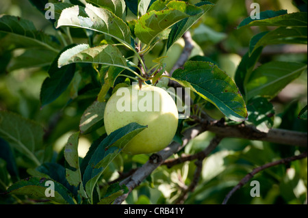 Grüner Apfel auf Zweige eines Apfelbaums Stockfoto