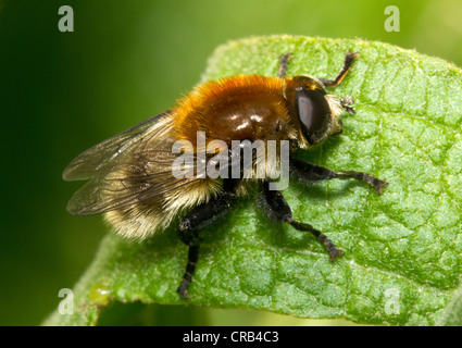 Narcissus Birne fliegen (Merodon Equestris), ein Schädling von Garten-Lampen. Stockfoto