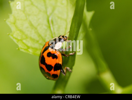 Asiatische Dame Käferarten (Harmonia Axyridis) am Stamm, auf der Suche nach Blattläusen zum Abendessen. Stockfoto