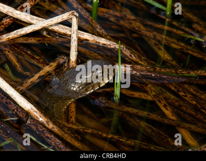 Nördliche Wasserschlange (Nerodia Sipedon) Jagd im Wasser. Stockfoto