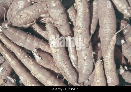 Geerntete 'Cassava' Wurzeln, Thailand. Stockfoto