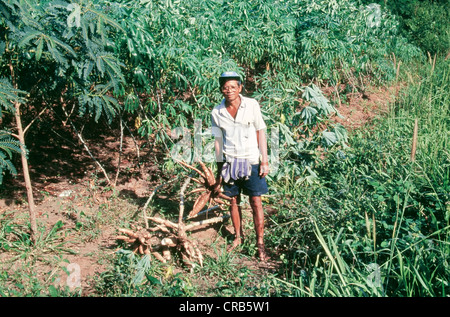 Bauer, Cassava Ernte, Thailand. Stockfoto