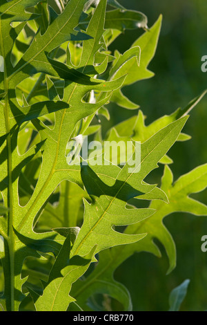 Kompass Pflanze Blätter (silphion laciniatum) Stockfoto