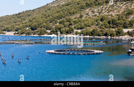 Fischzucht in der Region Trogir, Mitteldalmatien, Dalmatien, Adria-Küste, Kroatien, Europa, PublicGround Stockfoto