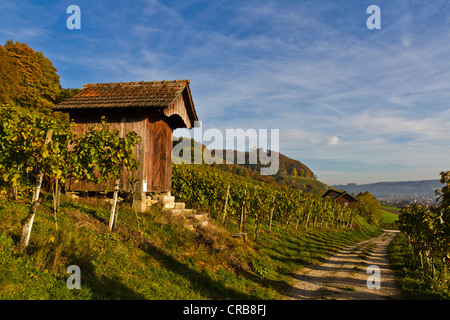 Hütte in den Weinbergen von Stein bin Rhein, Kanton Schaffhausen, Schweiz, Europa Stockfoto