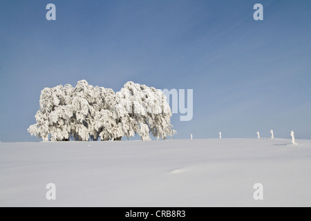 Buche (Fagus) mit Reim auf Schauinsland Berg, Schnee, in der Nähe von Freiburg Im Breisgau, Schwarzwald Gebirgszug bedeckt Stockfoto