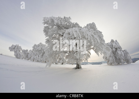 Buche (Fagus) mit Reim auf Schauinsland Berg, Schnee, in der Nähe von Freiburg Im Breisgau, Schwarzwald Gebirgszug bedeckt Stockfoto