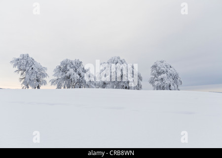 Buche (Fagus) mit Reim auf Schauinsland Berg, Schnee, in der Nähe von Freiburg Im Breisgau, Schwarzwald Gebirgszug bedeckt Stockfoto