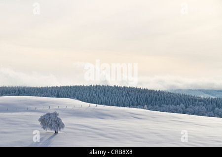 Buche (Fagus) mit Reim auf Schauinsland Berg, Schnee, in der Nähe von Freiburg Im Breisgau, Schwarzwald Gebirgszug bedeckt Stockfoto