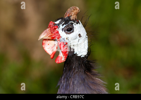 Behelmte Perlhühner Numida Meleagris. Dieser Vogel stammt aus dem südlichen Afrika Stockfoto