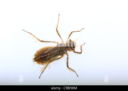 Libelle-Larve des vier-spotted Chaser oder Skimmer (Libellula quadrimaculata Stockfoto