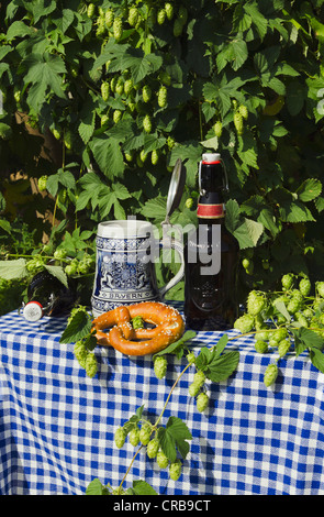 Stein, Bierflasche, Bierkrug, Brezel, in einem Hopfengarten, Mainburg, Hallertau, Bayern, Deutschland, Europa Stockfoto