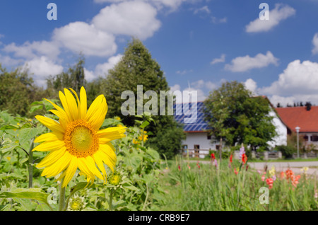 Sonnenblume, Sonnenkollektoren auf dem Dach eines Hauses und einer Windkraftanlage an der Rückseite, Mainburg, Hallertau, Holledau oder Hollerdau Bereich Stockfoto